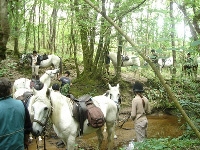 thumb_chevaux_ados_aout